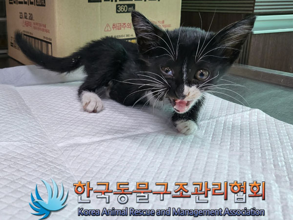 한국동물구조관리협회_441382202300449