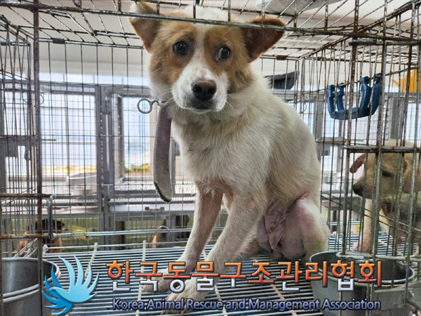 한국동물구조관리협회_441560202300858