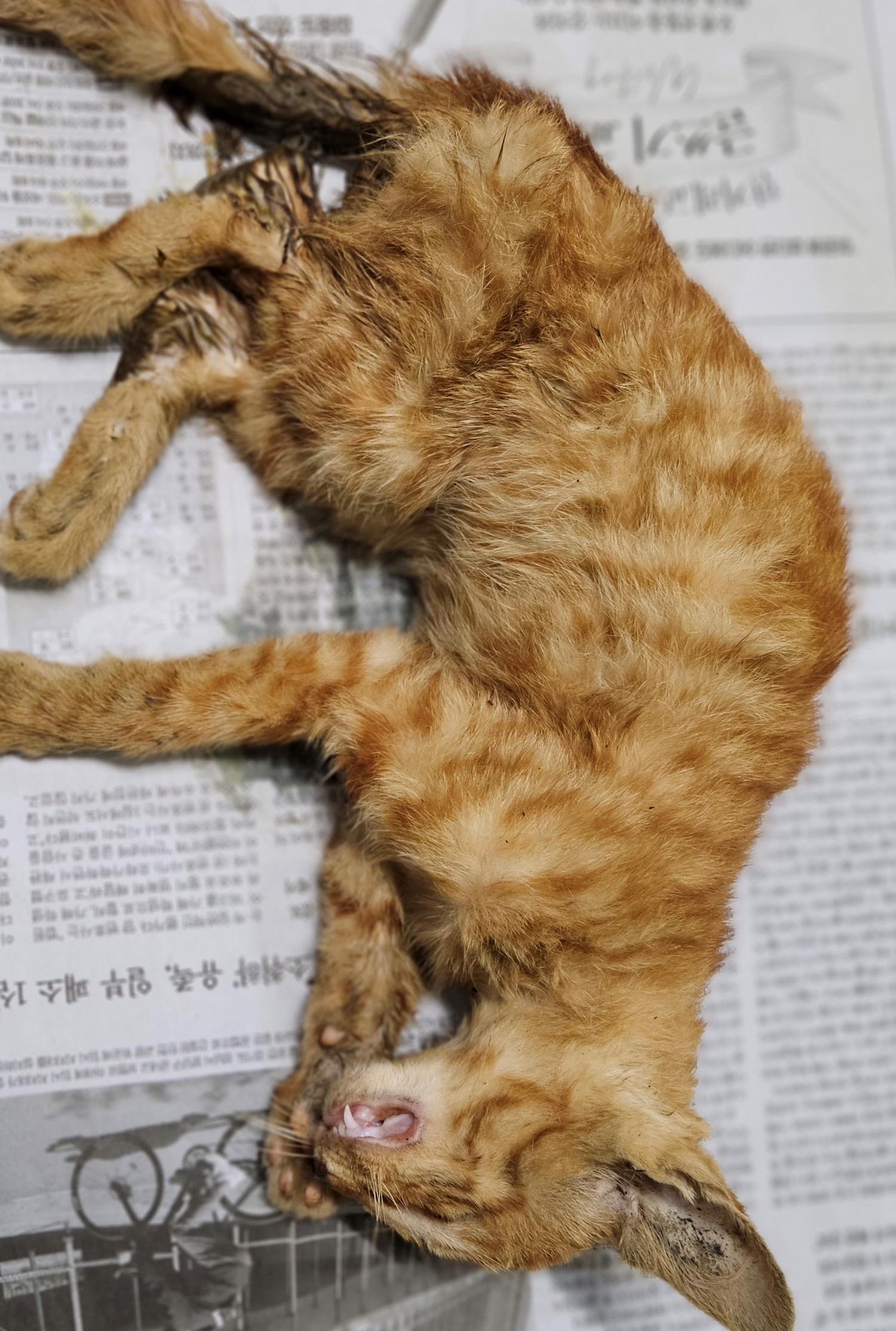 대구유기동물보호협회_427344202300212
