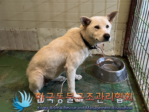 한국동물구조관리협회_441406202300971