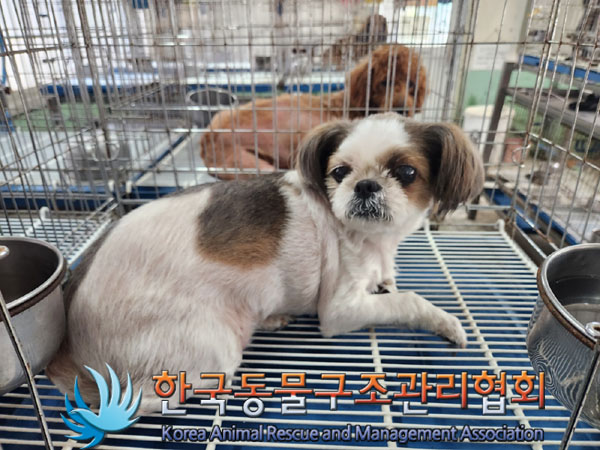 한국동물구조관리협회_411305202300343