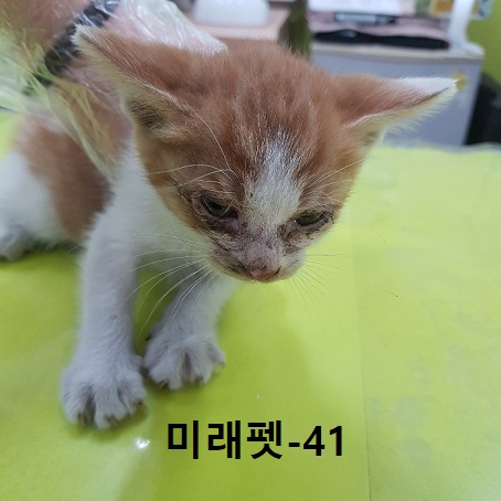 미래펫동물병원_431370202300635