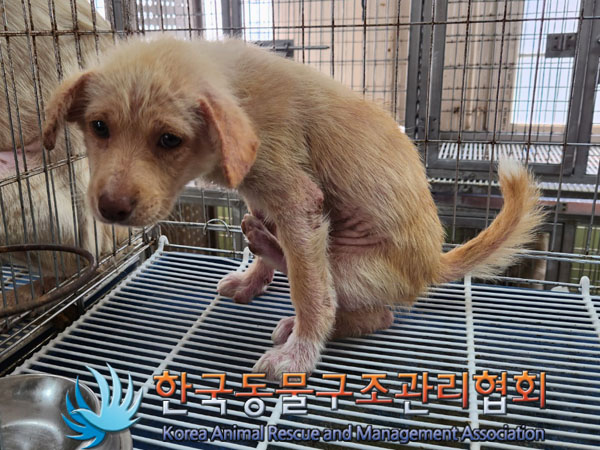 한국동물구조관리협회_441560202300859