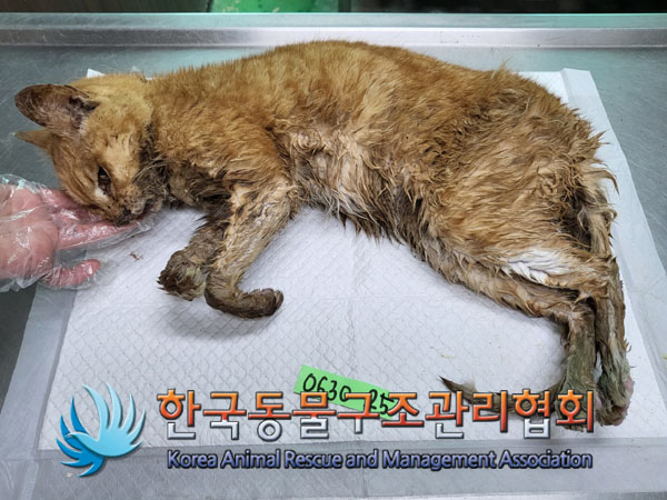 한국동물구조관리협회_411309202300259