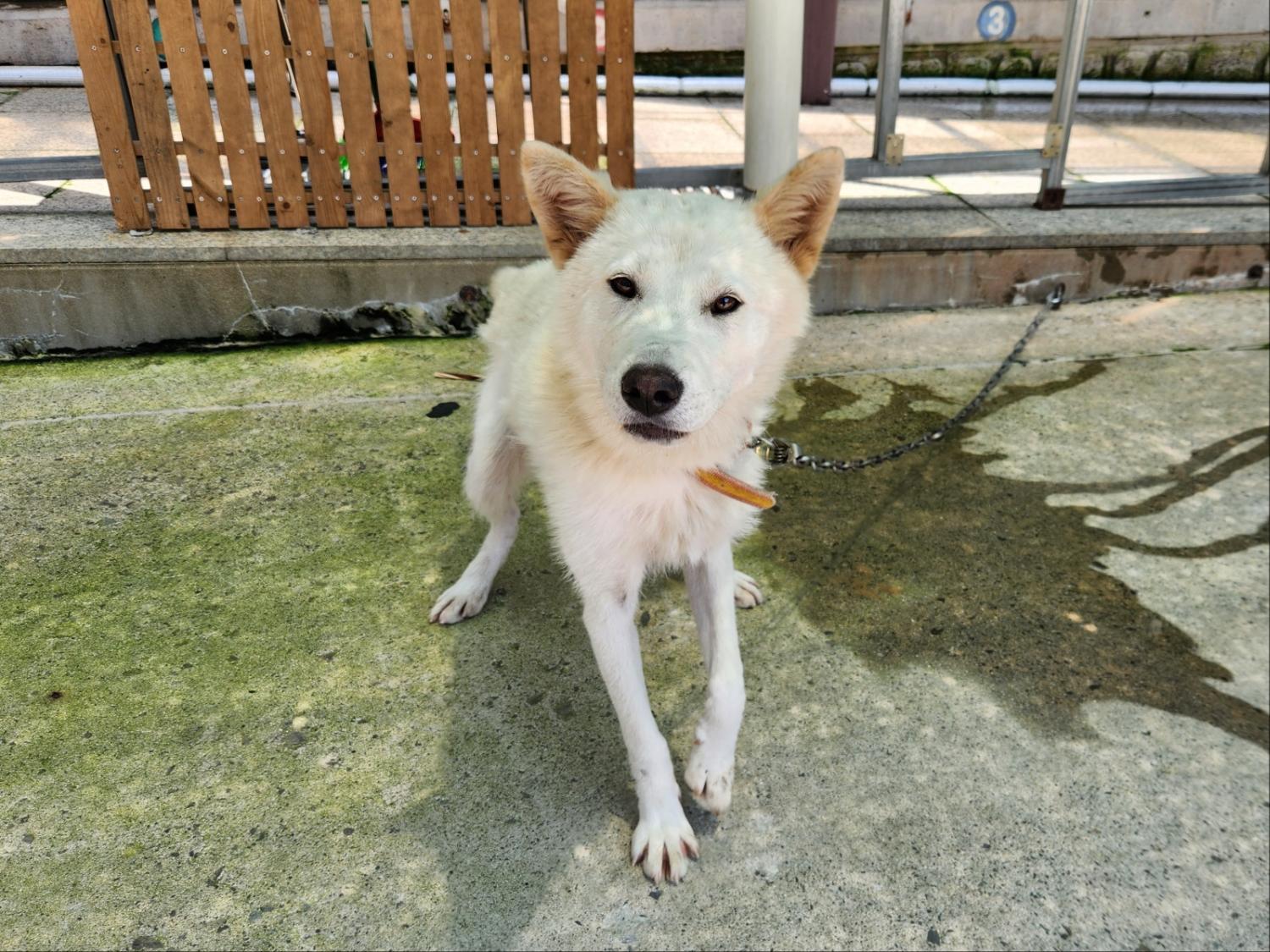 광주 동물보호소_429361202300272