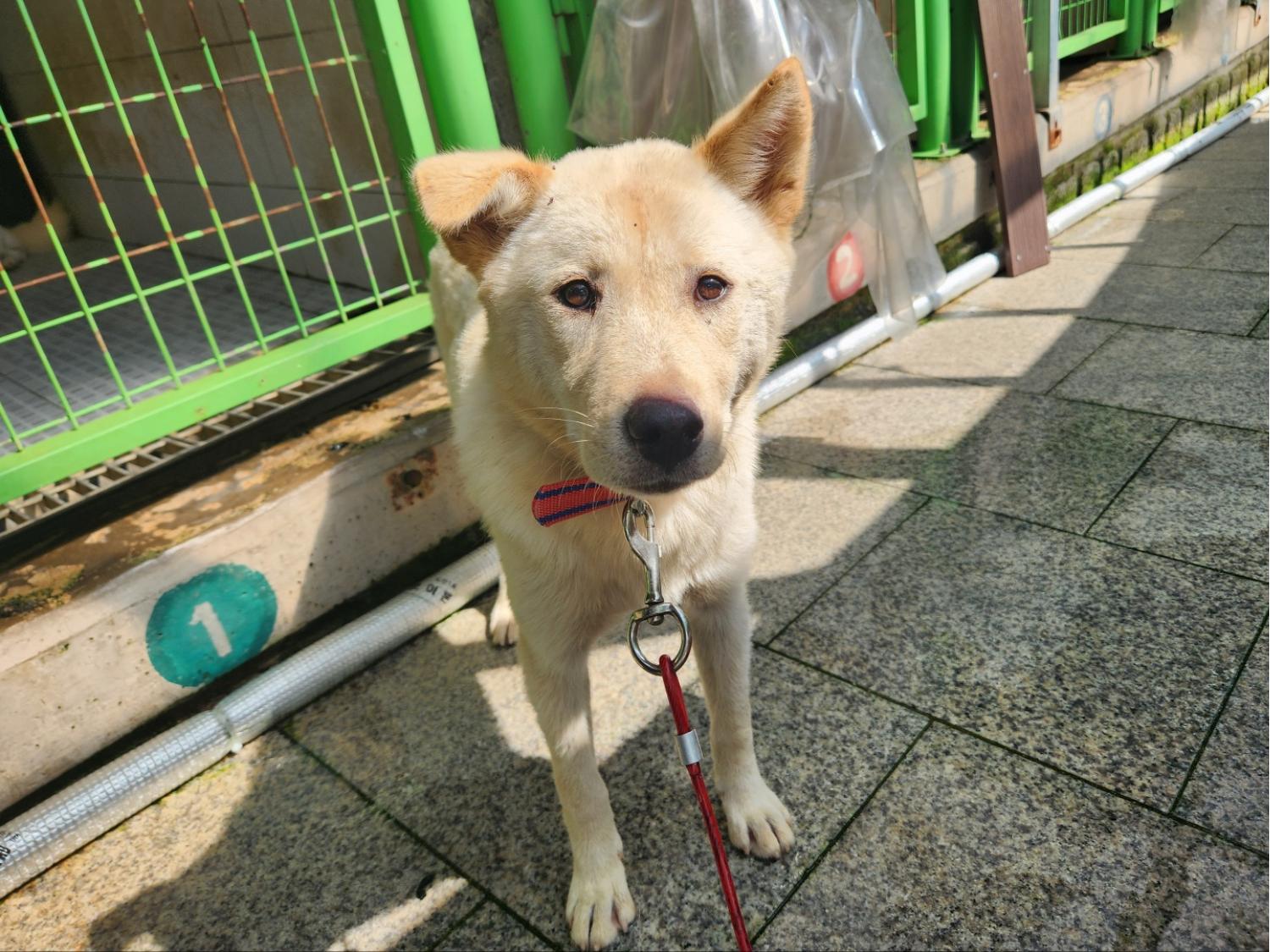 광주 동물보호소_429363202300603