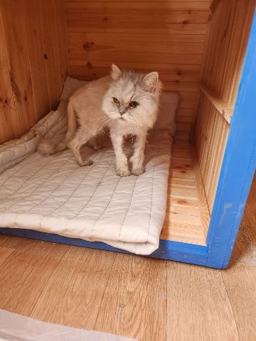 충주시동물보호센터_443439202300386