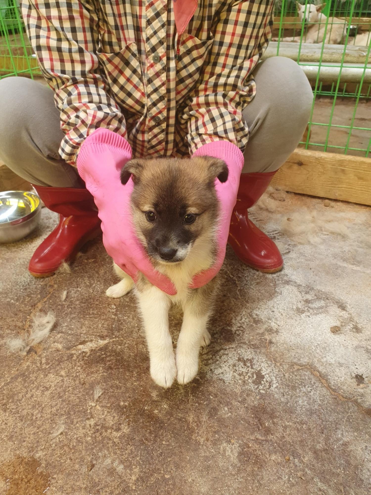 학교동물임시보호센터_446496202300260