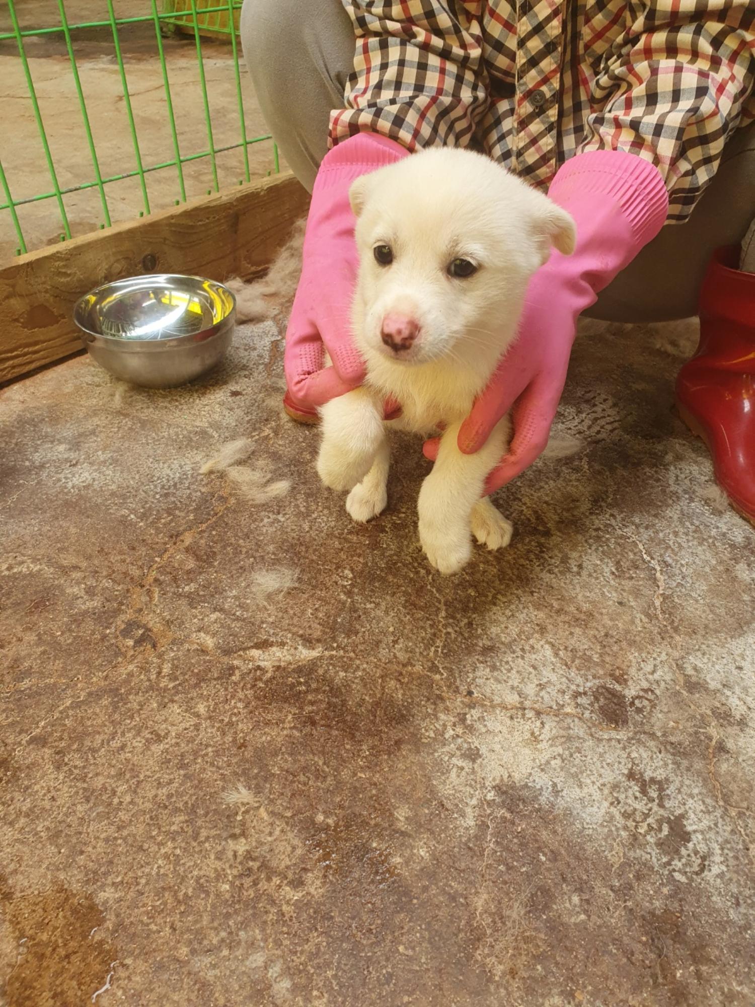 학교동물임시보호센터_446496202300259