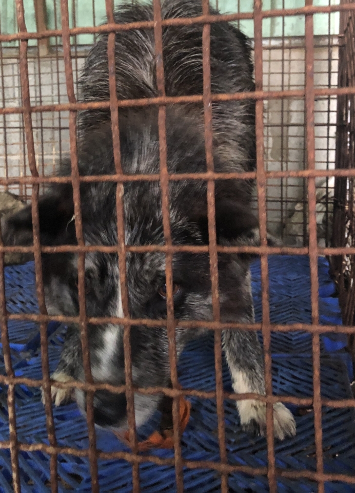 남해군유기동물보호소_448543202300181