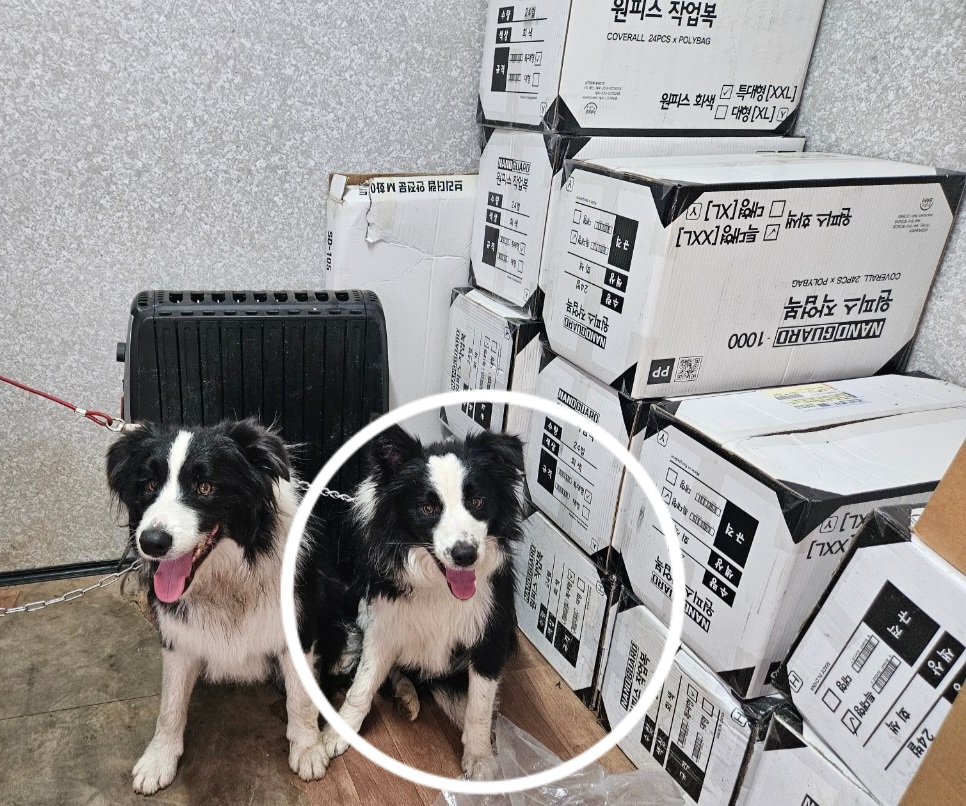 창원유기동물보호소_448567202300909