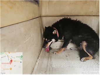 대전동물보호센터_430365202300310