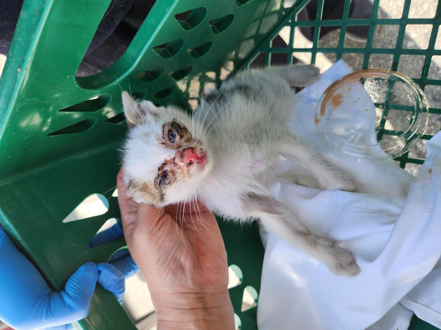 거제시유기동물보호소_448537202300732