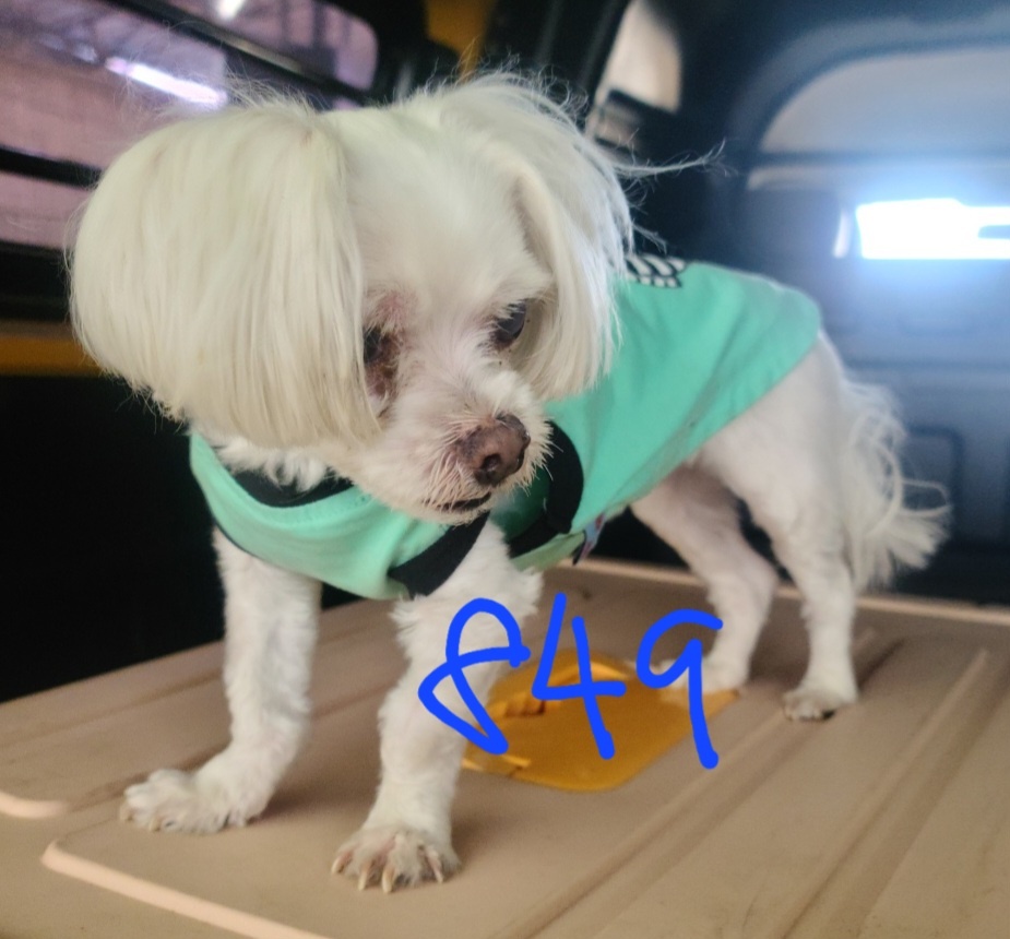 평택시유기동물보호소_441391202301644