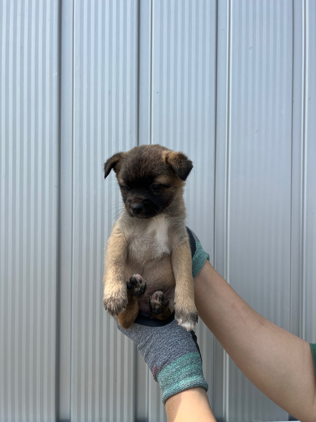 부산동물보호센터_426326202300403