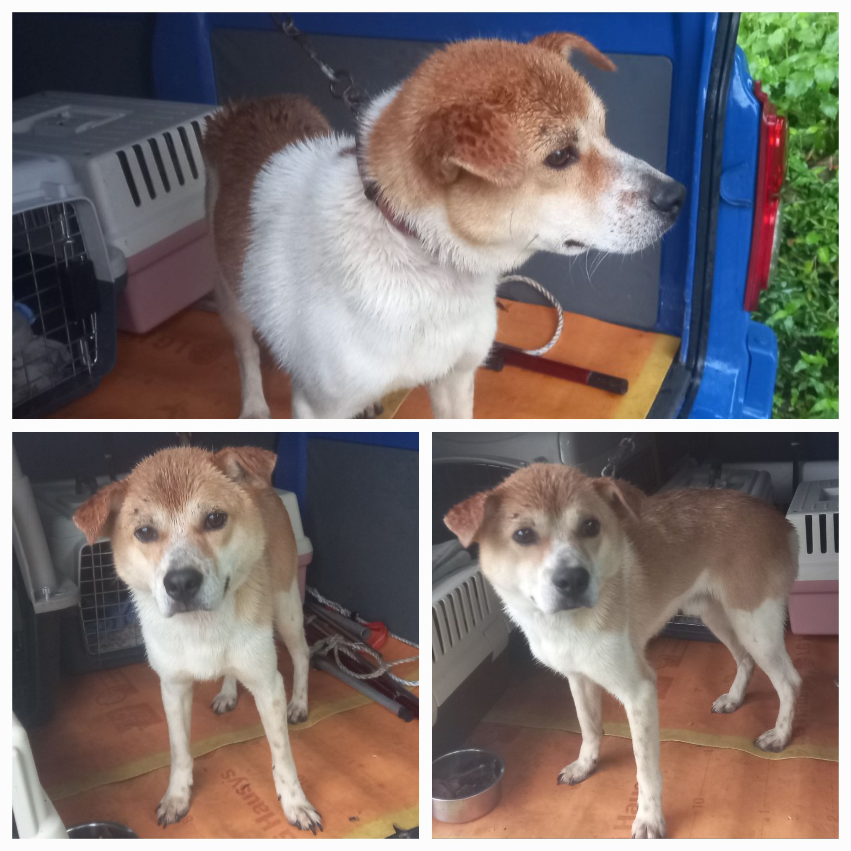 유기동물보호소_446481202300352