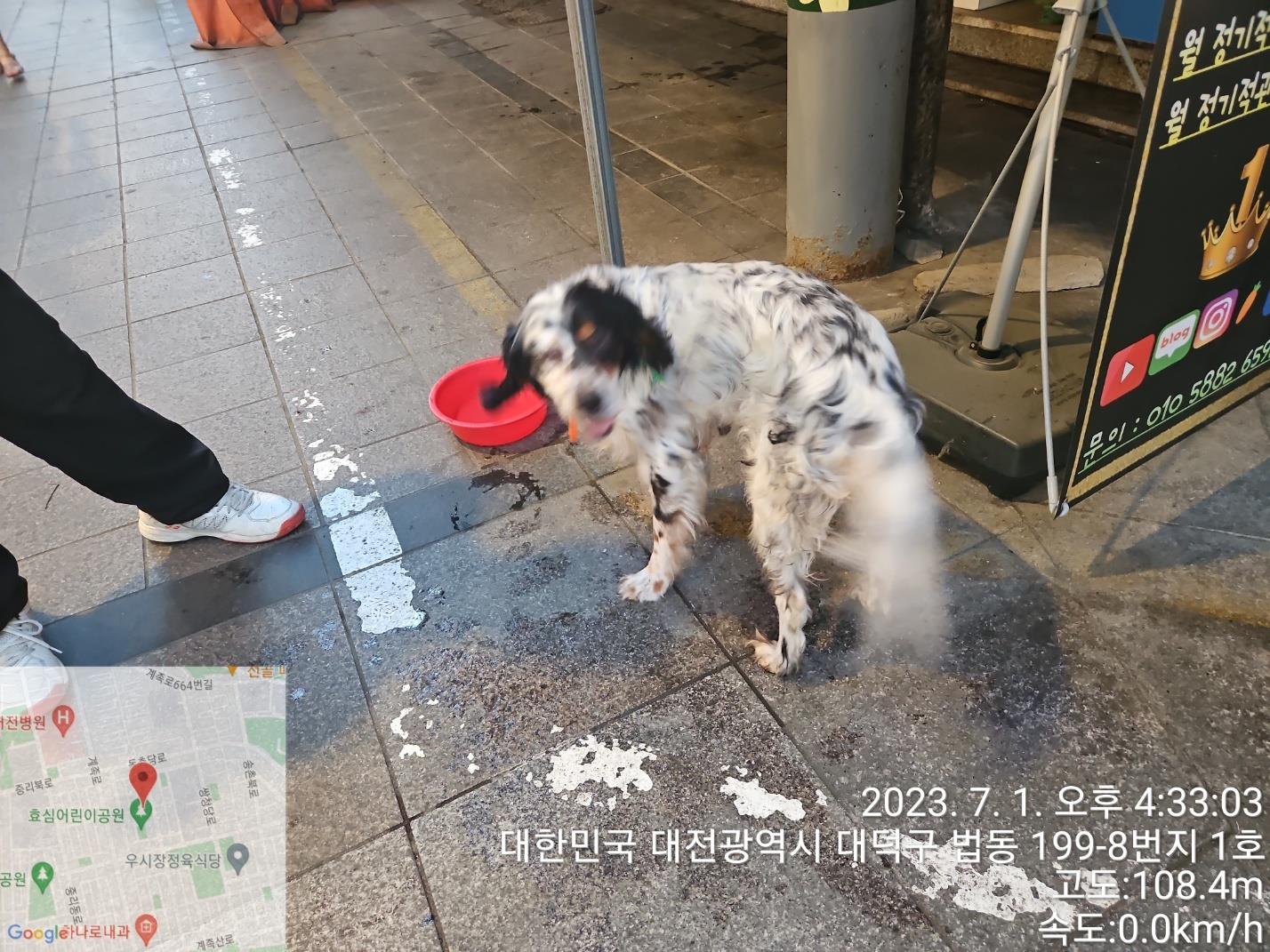 대전동물보호센터_430368202300313