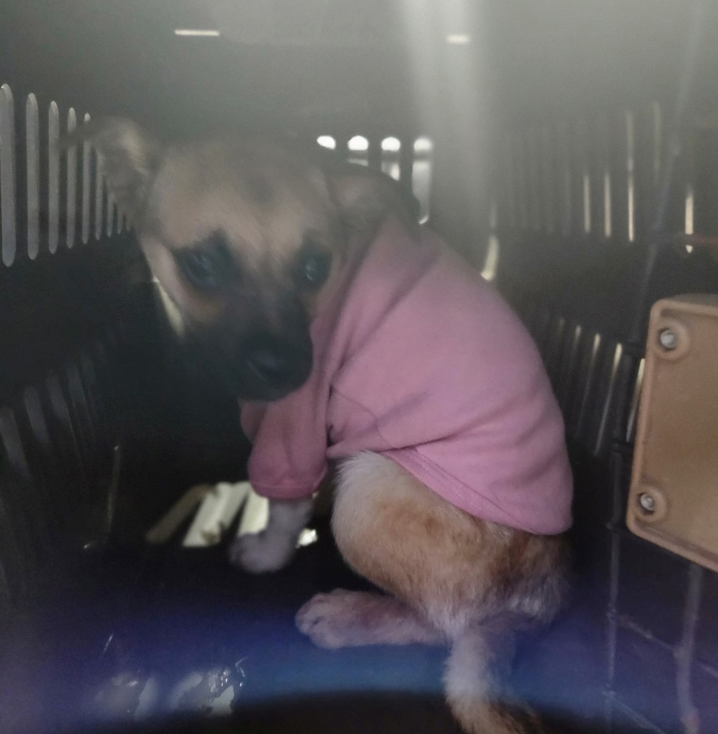 울산유기동물보호센터_431369202300480
