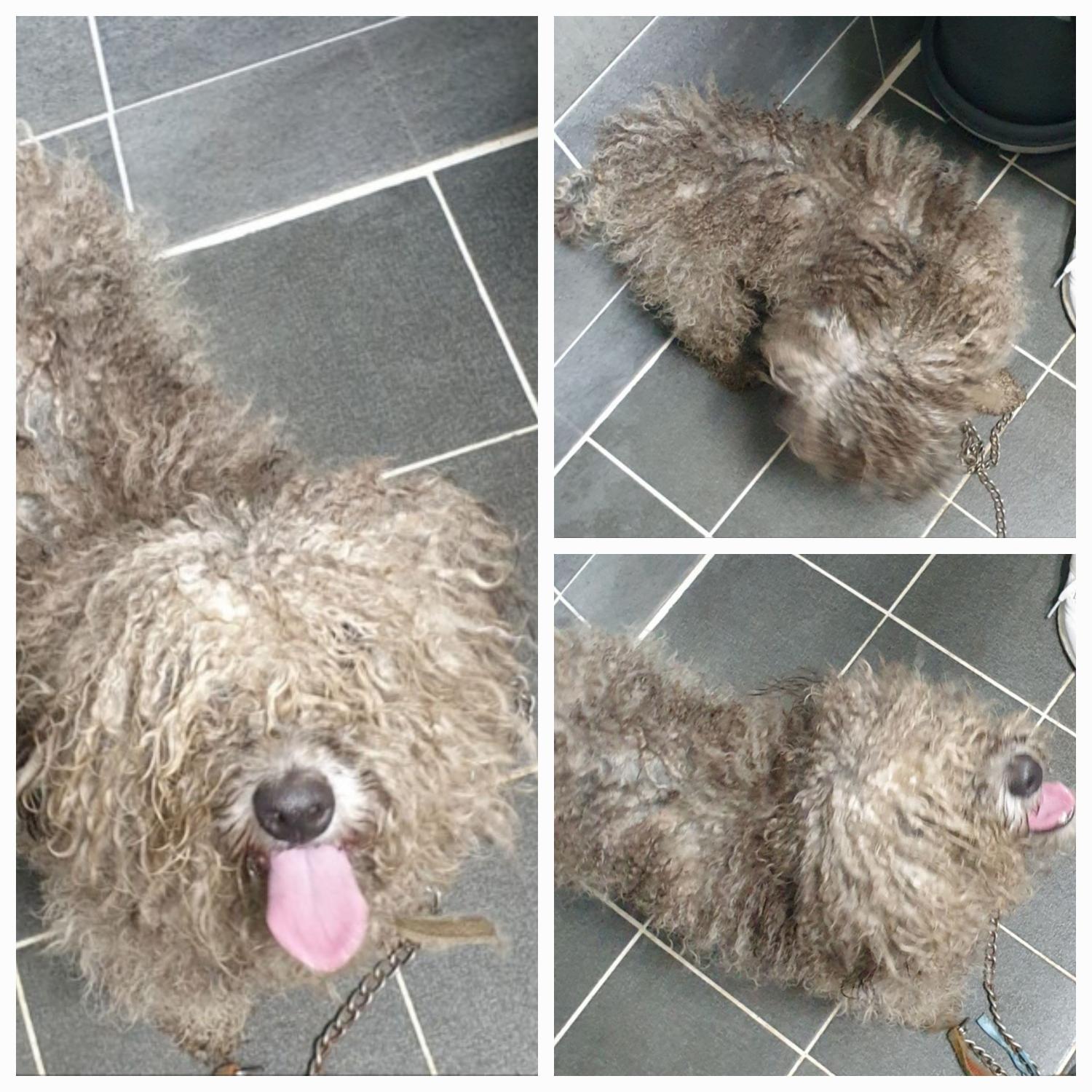 유기동물보호소_446481202300353