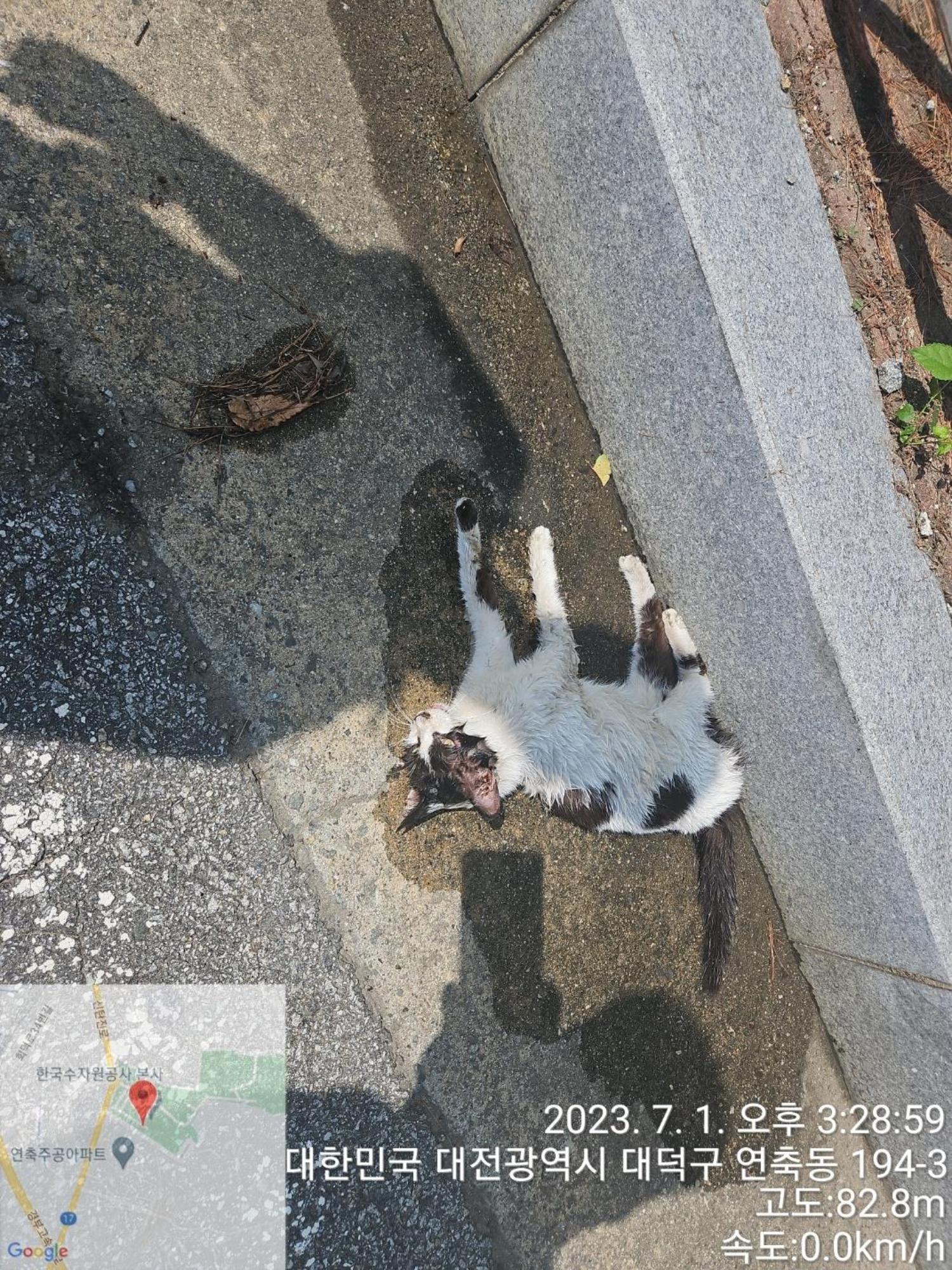 대전동물보호센터_430368202300312