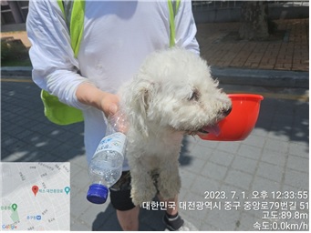 대전동물보호센터_430365202300311