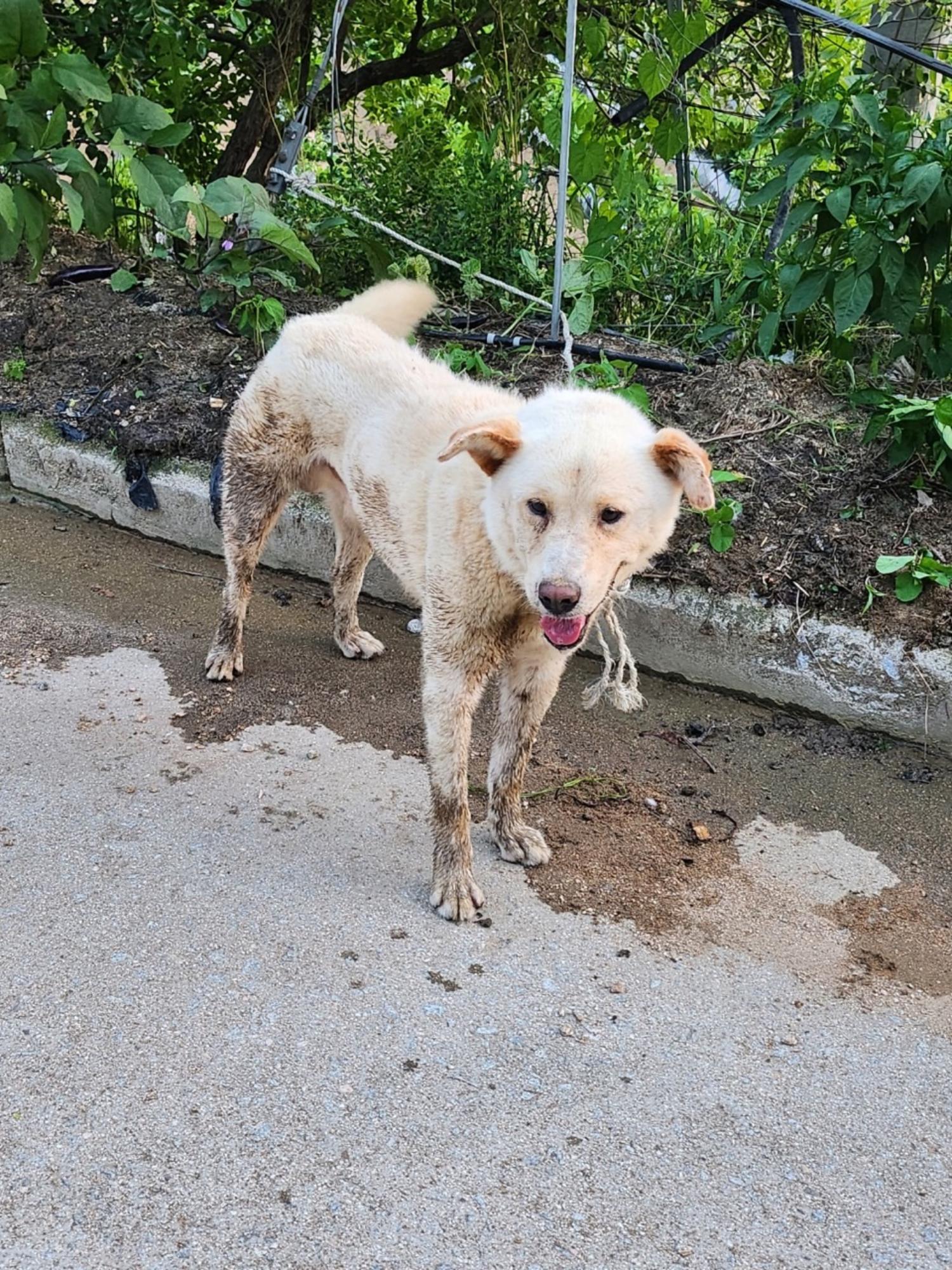 영주시 동물보호센터_447509202300131