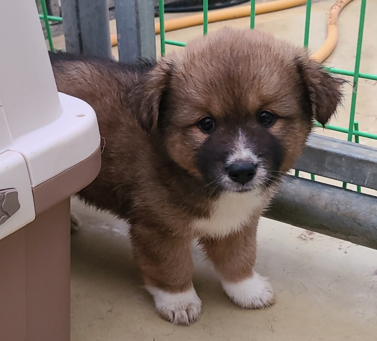 푸른곡성21동물보호소_446486202300124