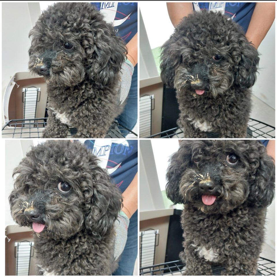 천안시유기동물보호소_444449202301528