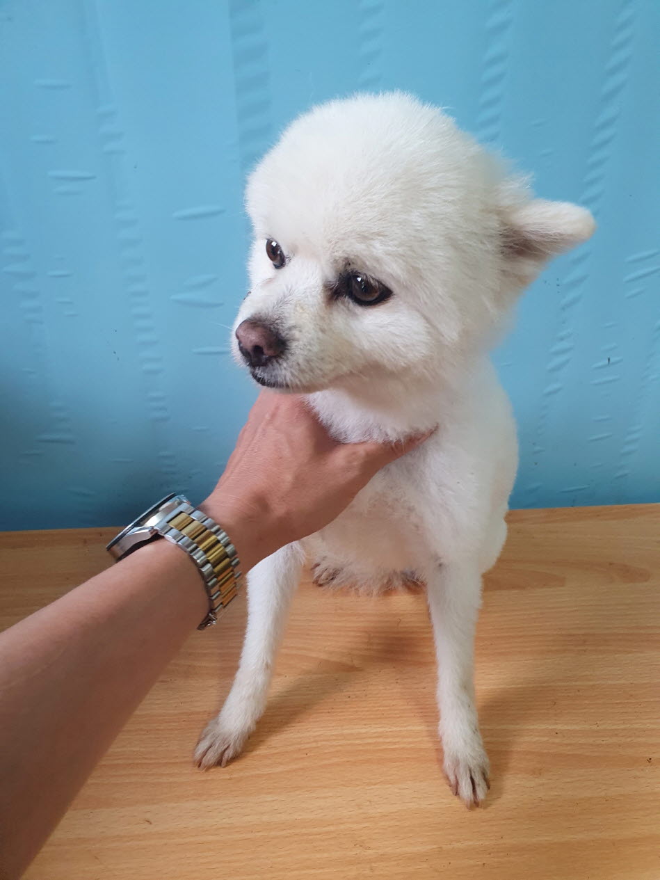 속초시유기동물보호소_442423202300278