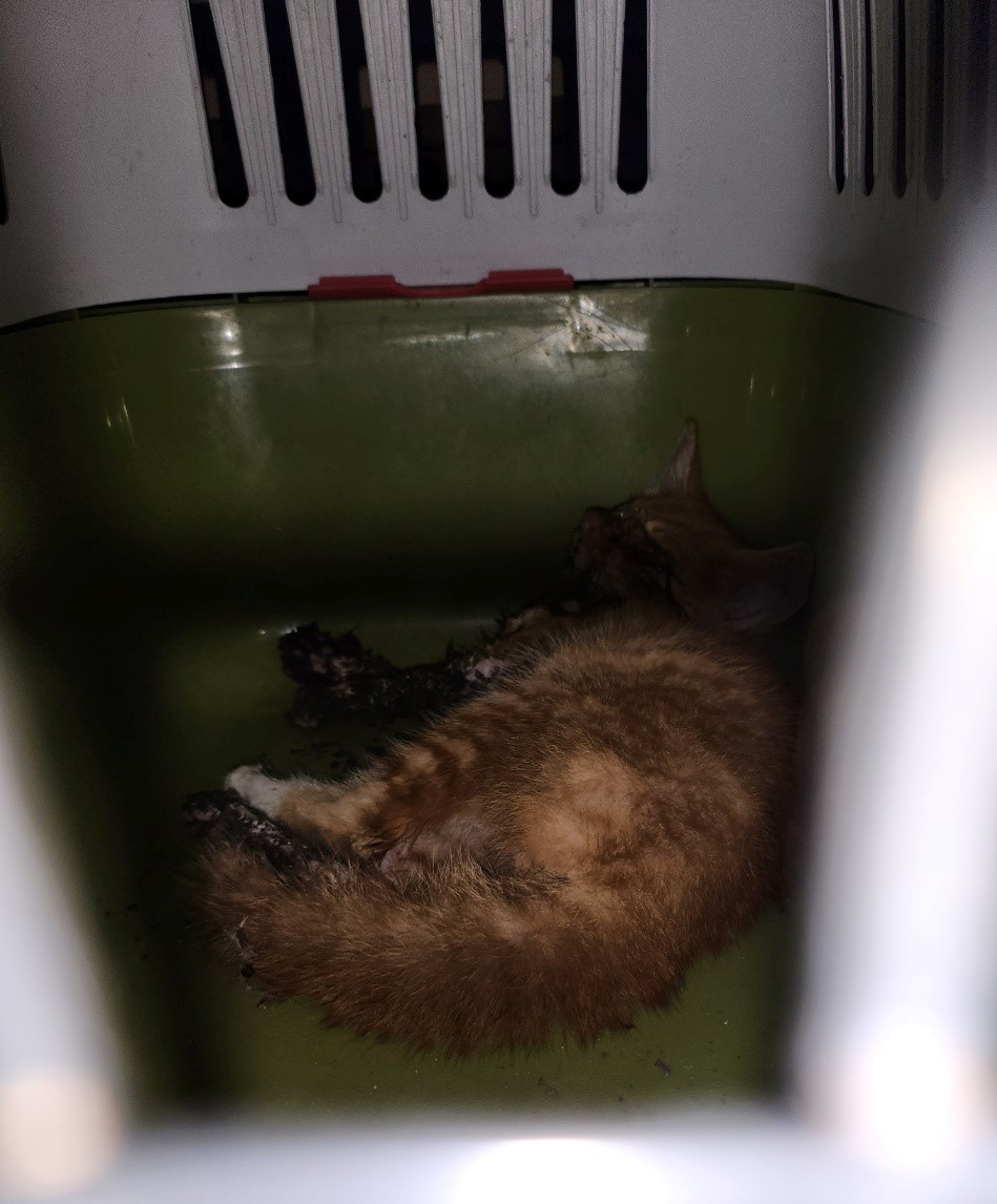 울산유기동물보호센터_431373202300697