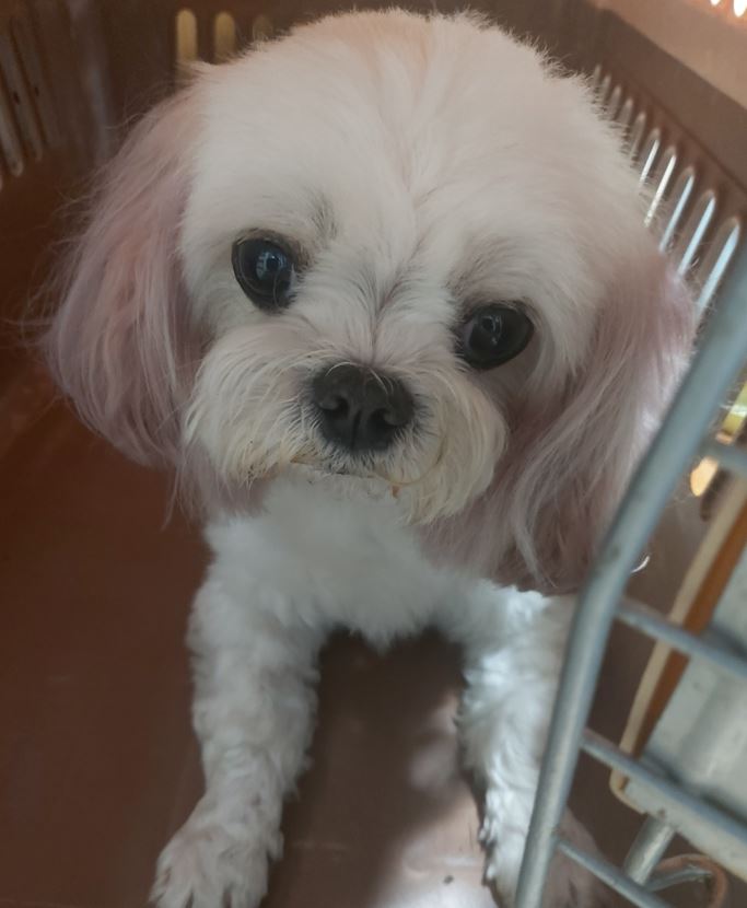 보령시유기동물보호소_444451202300626