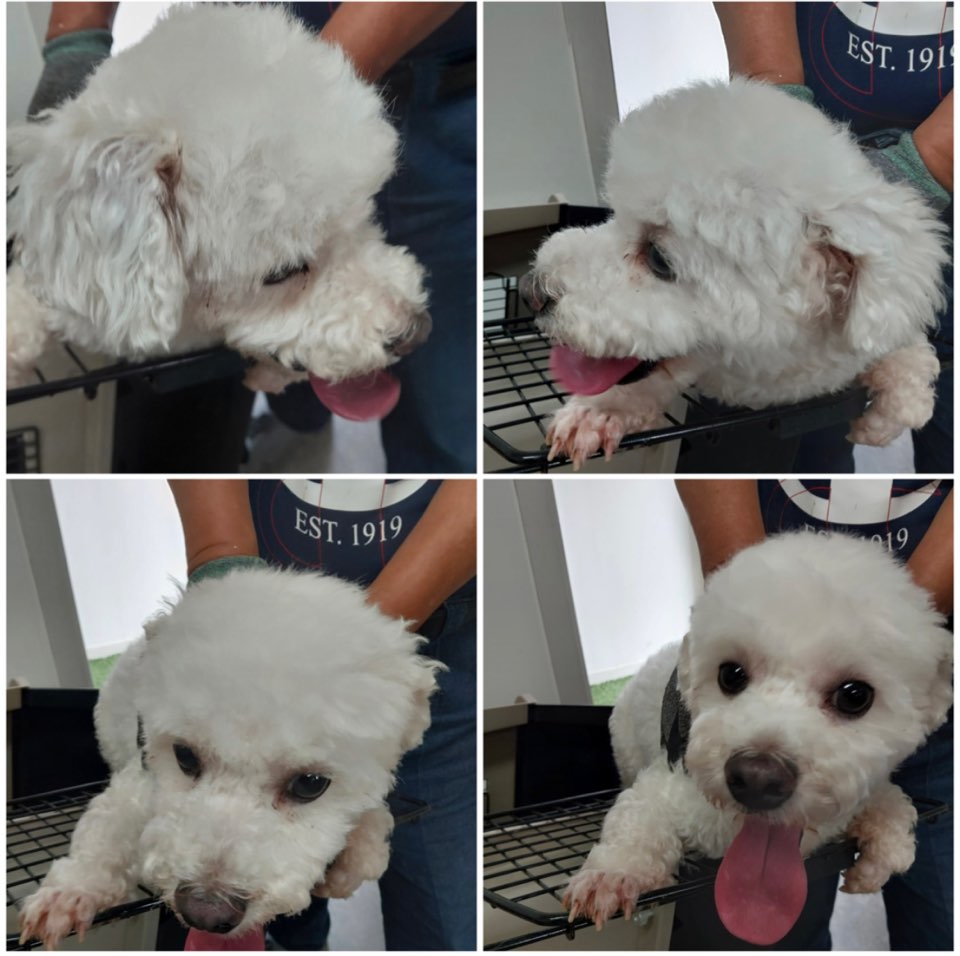 천안시유기동물보호소_444449202301527
