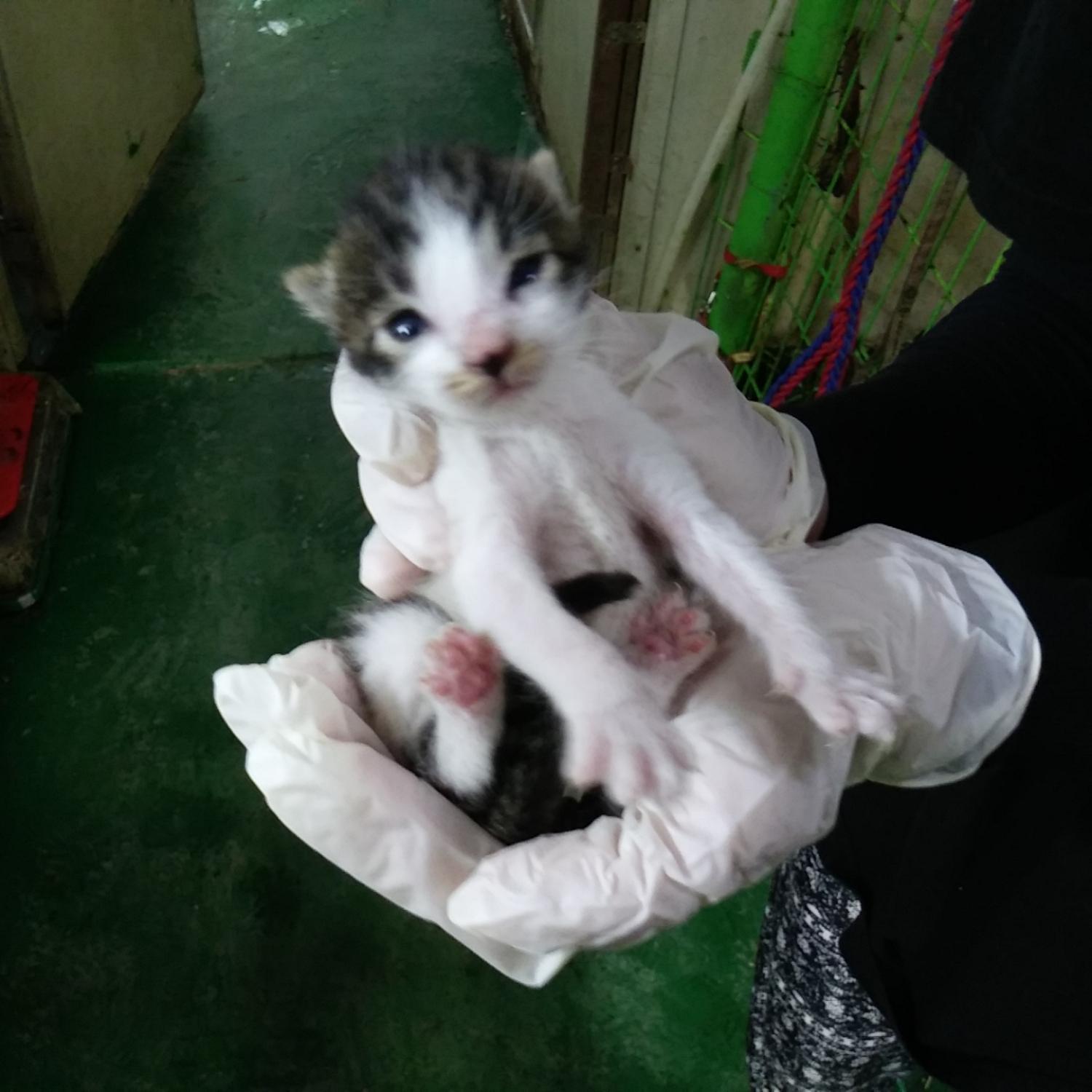 인천광역시수의사회_428351202300551