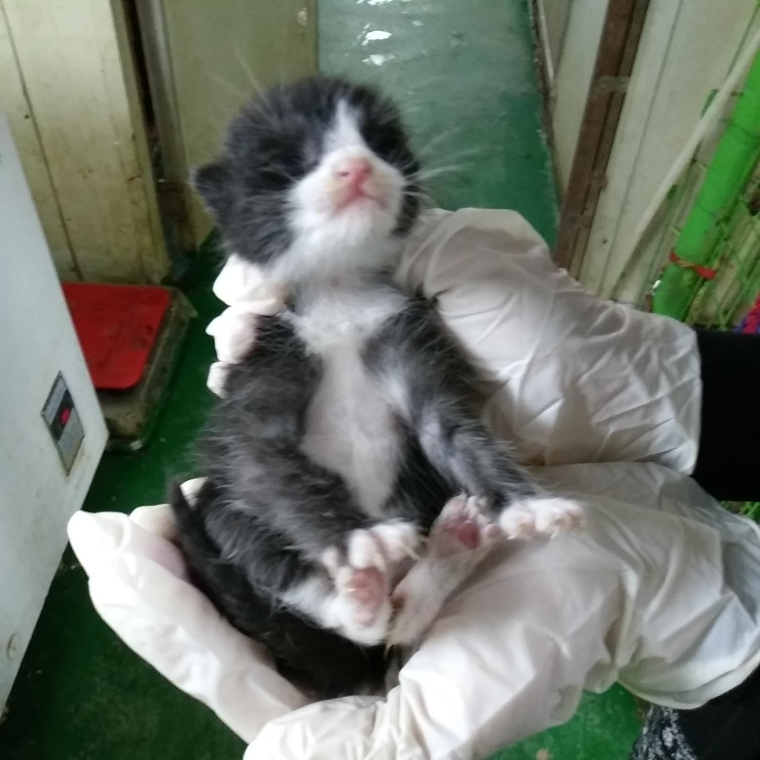 인천광역시수의사회_428351202300552