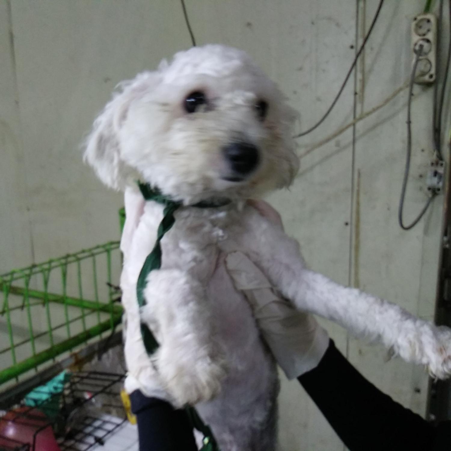 인천광역시수의사회_428353202300827