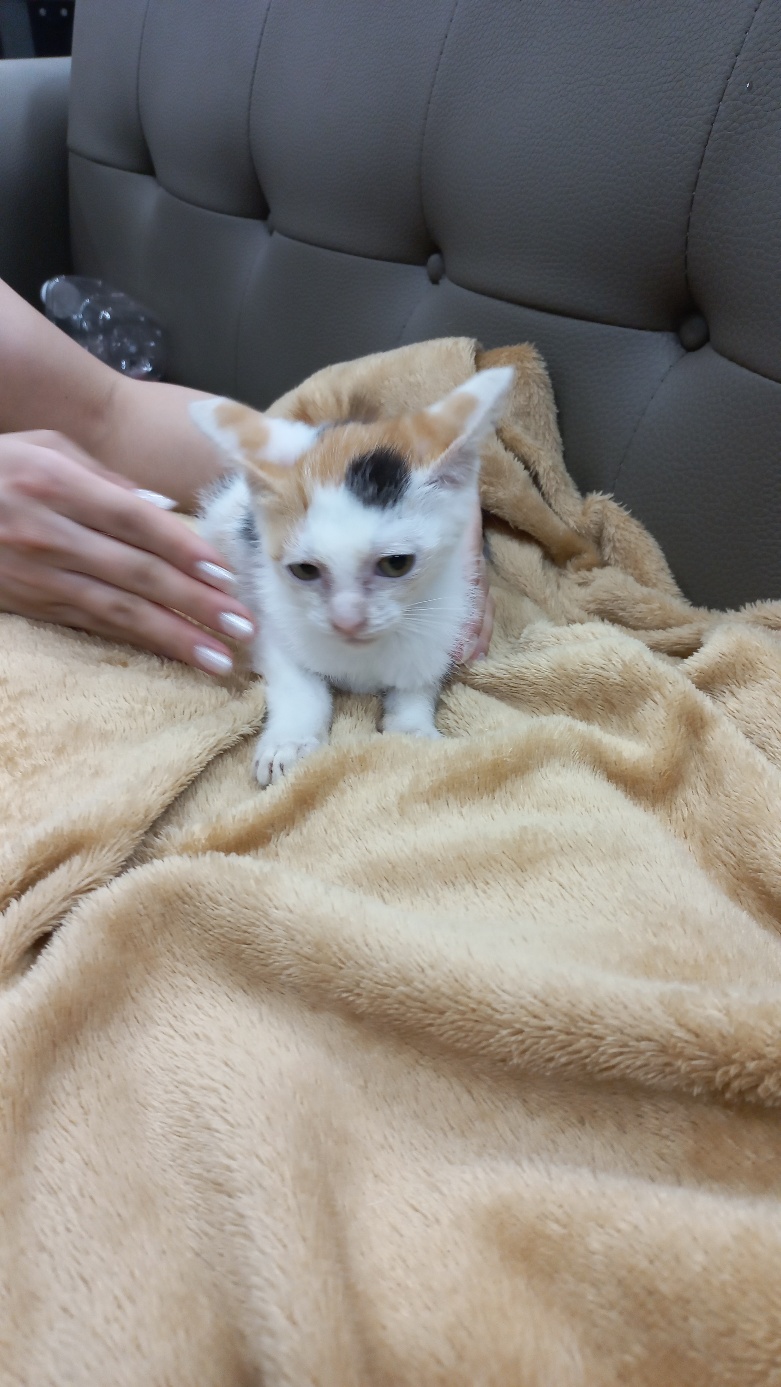 멘토동물병원_427346202300795