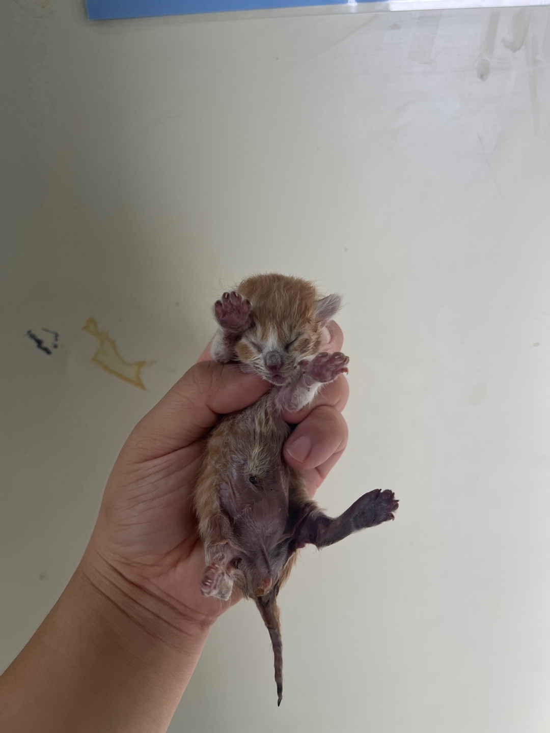 부산동물보호센터_426326202300406