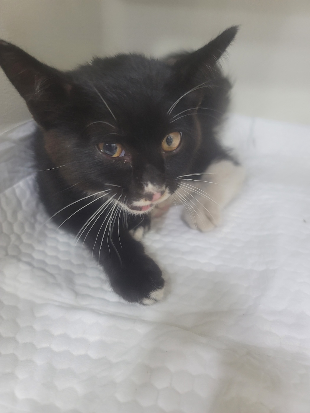 태민동물병원_448548202300409