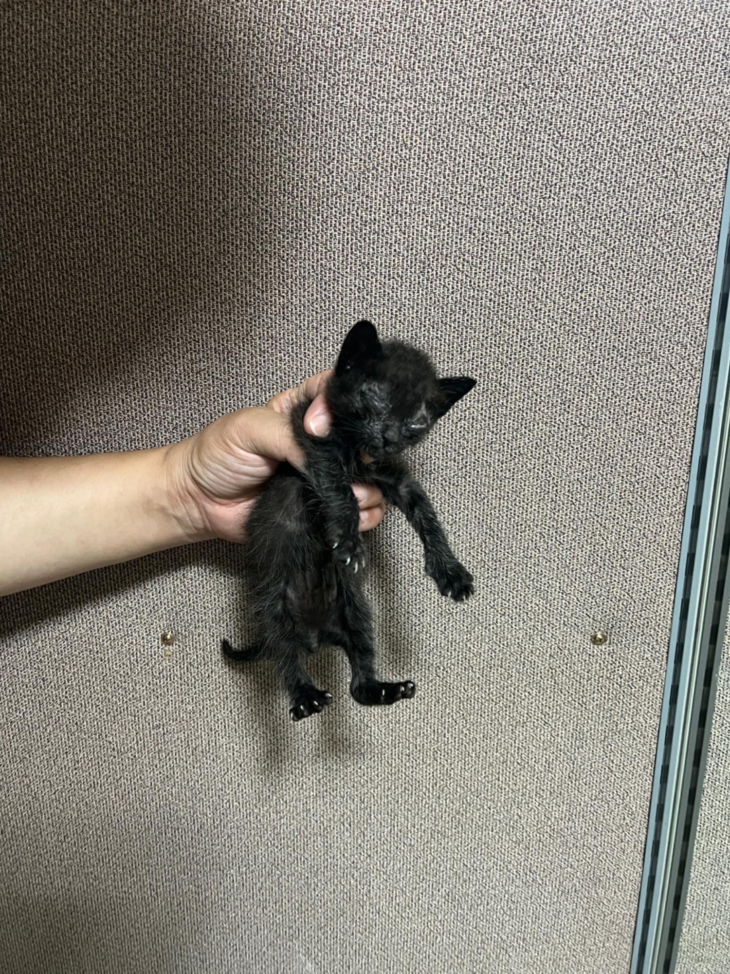 부산동물보호센터_426326202300405