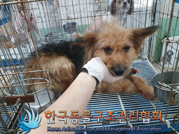 한국동물구조관리협회_441409202301070