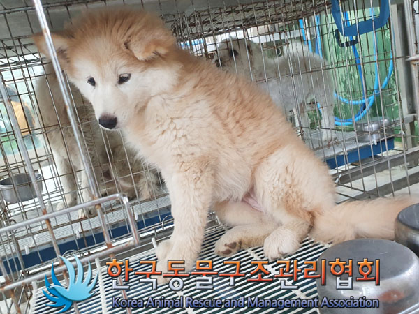 한국동물구조관리협회_441409202301073