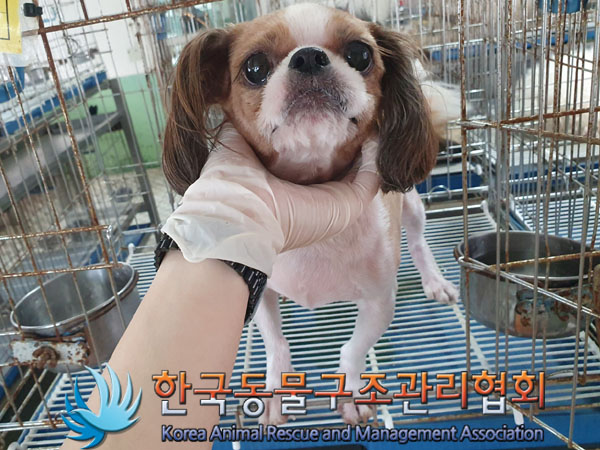 한국동물구조관리협회_441392202300139