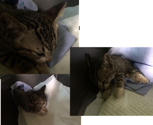 청조동물병원_426337202300336