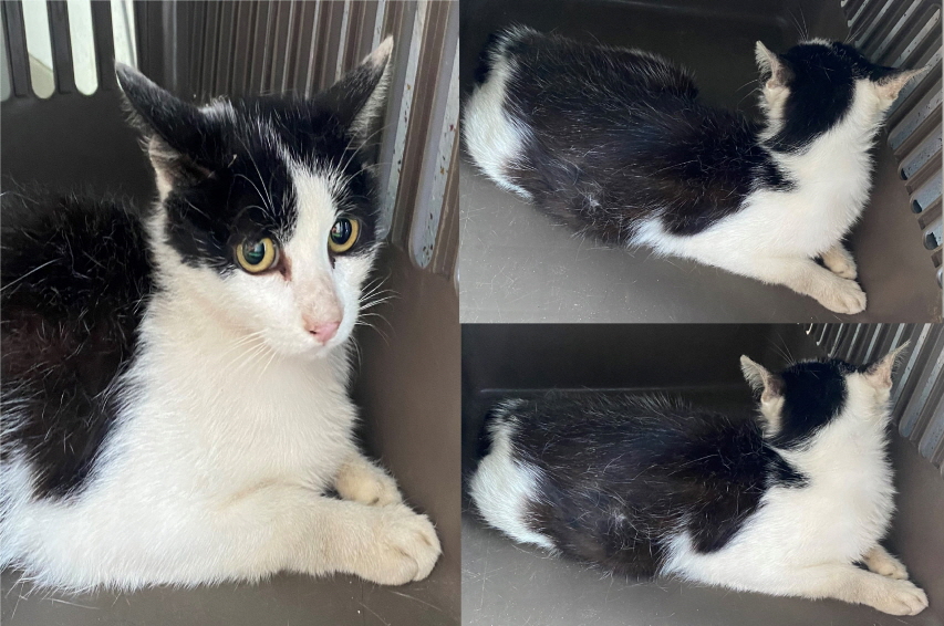 서산시 동물보호센터_444453202300554