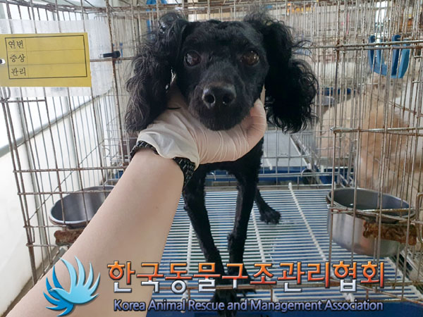 한국동물구조관리협회_411322202300414