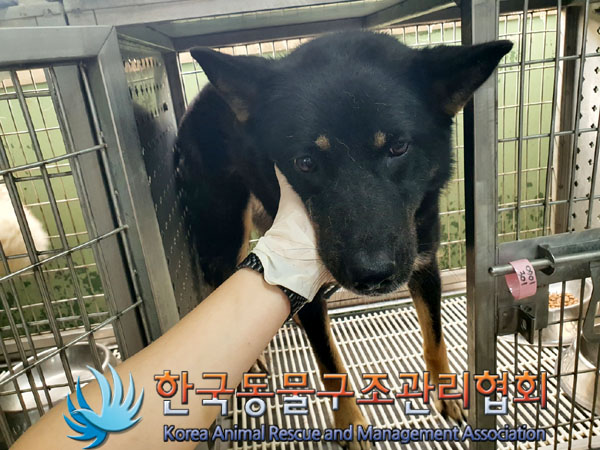 한국동물구조관리협회_441560202300862
