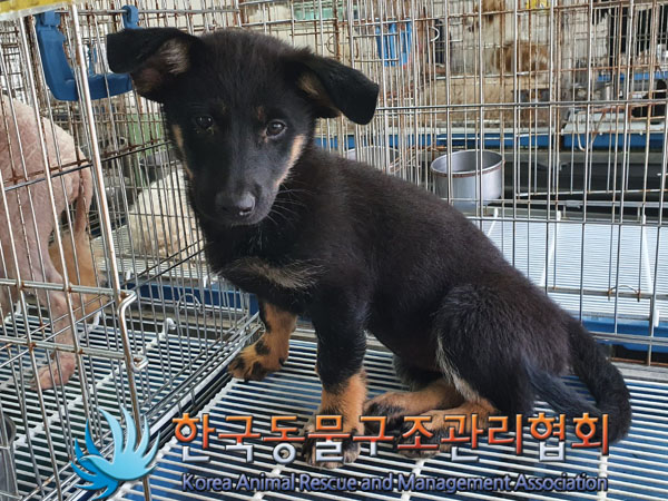 한국동물구조관리협회_441409202301071