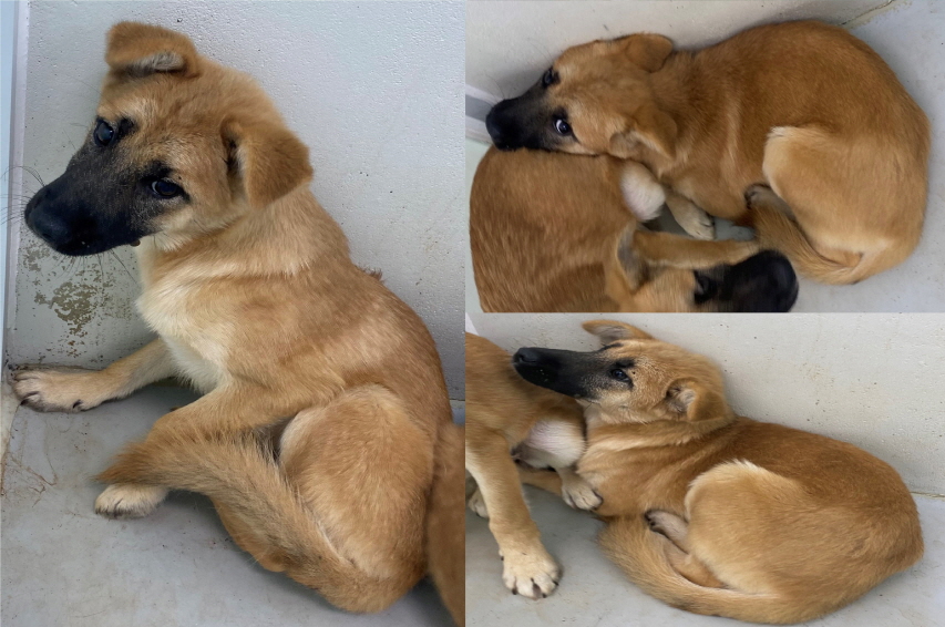 서산시 동물보호센터_444453202300545