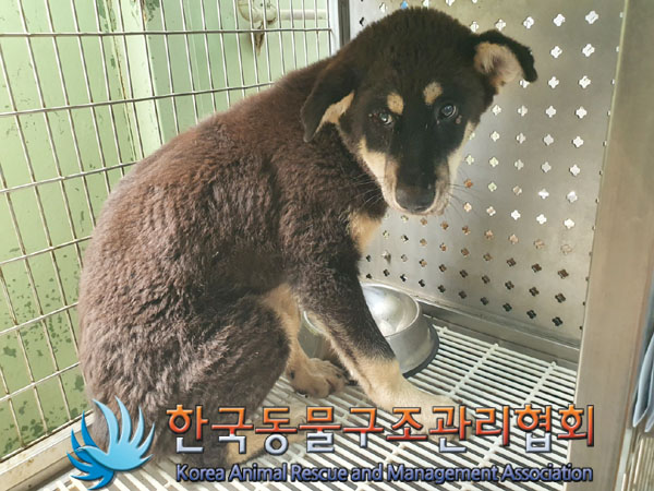 한국동물구조관리협회_441559202300538