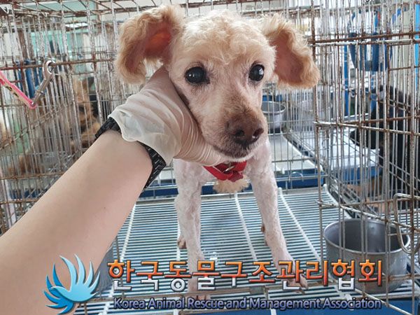 한국동물구조관리협회_441382202300452